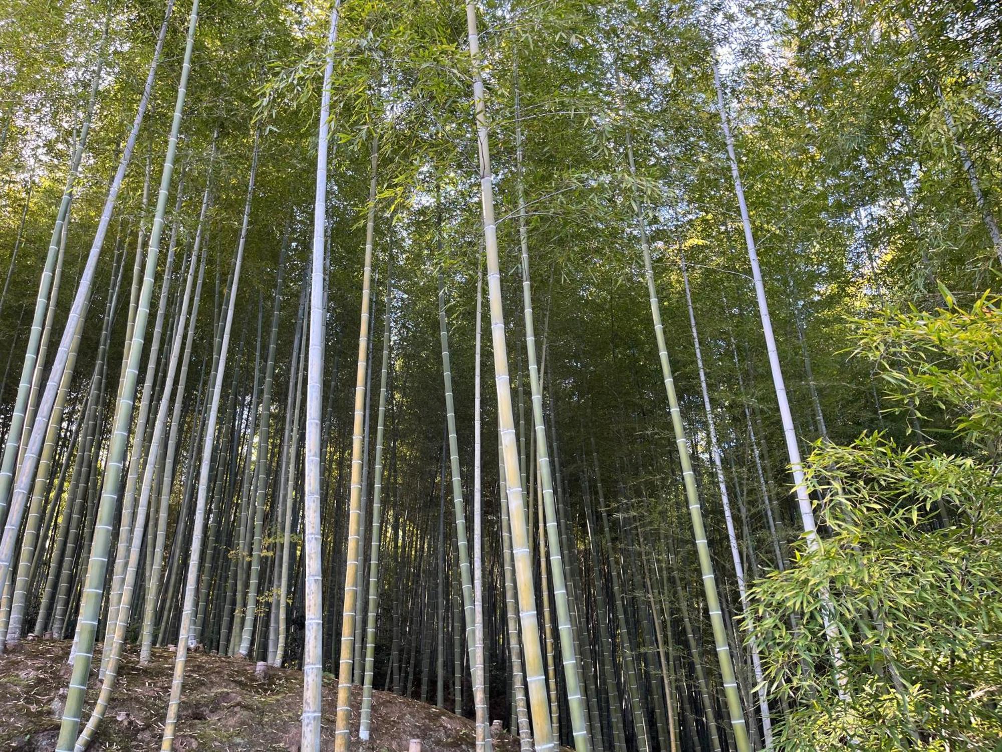 嵐山 天龍の宿 駐車無料 一棟貸切 最大5人 Dragon Legend Arashiyama Central Private Rare Modern Villa Free Parking Max 5Ppl Shimo-saga المظهر الخارجي الصورة